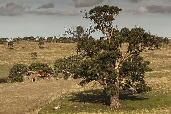 Australia, South Australia, Barossa Valley, Mount Pleasant, old homestead
