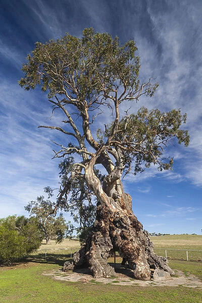 Australia, South Australia, Barossa Valley, Springton, The Herbig Tree, first home