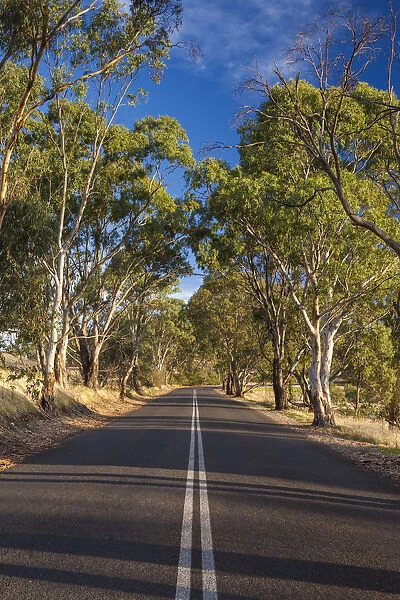Australia, South Australia, Barossa Valley, Tanunda, country road, Menglers Hill