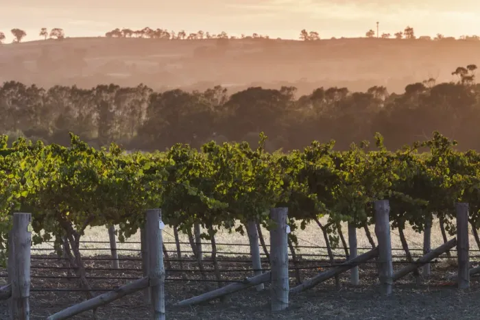 Framed Print : Australia, South Australia, Barossa Valley, Tanunda, vineyards, dawn Framed Print : Australia, South Australia, Barossa Valley, Tanunda, vineyards, dawn