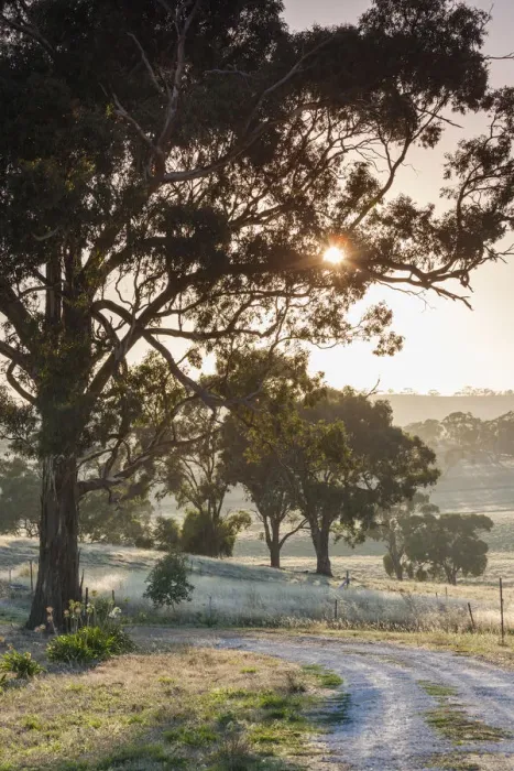 Framed Print : Australia, South Australia, Clare Valley, Clare, gum trees by Brooks Lookout, dawn Framed Print : Australia, South Australia, Clare Valley, Clare, gum trees by Brooks Lookout, dawn
