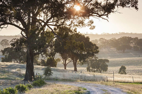 Australia, South Australia, Clare Valley, Clare, gum trees by Brooks Lookout, dawn