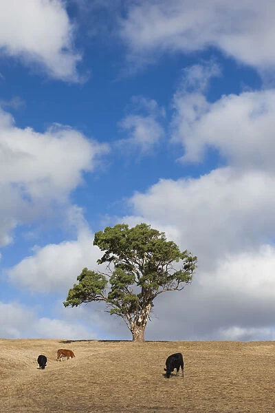 Australia, South Australia, Fleurieu Peninsula, Normanville, landscape with trees