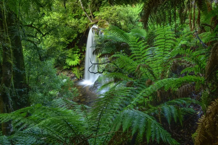 Framed Print : Australia, Tasmania, Central Highlands, Mount Field National Park, Russel Falls Framed Print : Australia, Tasmania, Central Highlands, Mount Field National Park, Russel Falls