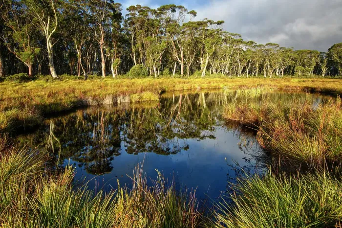 Framed Print : Australia, Tasmania, Cradle Mountain, Lake St Clair National Park, Snow gum forest swamp Framed Print : Australia, Tasmania, Cradle Mountain, Lake St Clair National Park, Snow gum forest swamp