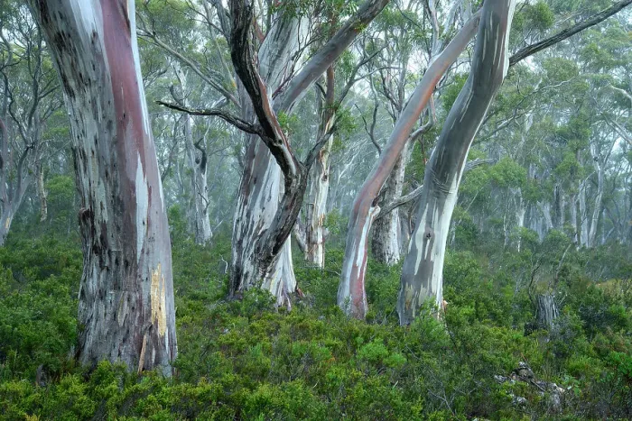 Framed Print : Australia, Tasmania, Cradle Mountain, Lake St Clair National Park, Snow gum forest Framed Print : Australia, Tasmania, Cradle Mountain, Lake St Clair National Park, Snow gum forest