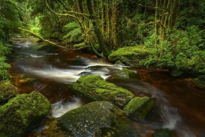 Framed Print : Australia, Tasmania, Franklin-Gordon Wild Rivers National Park, Creek Framed Print : Australia, Tasmania, Franklin-Gordon Wild Rivers National Park, Creek