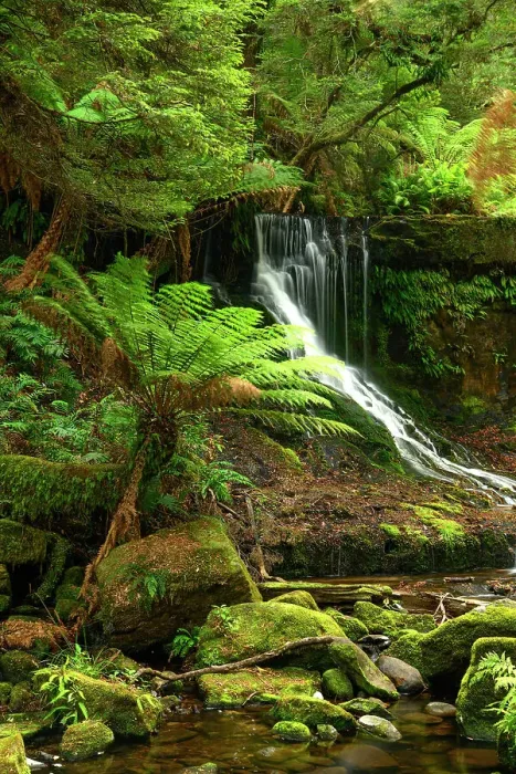 Framed Print : Australia, Tasmania, Mount Field National Park, Horsetail Falls Framed Print : Australia, Tasmania, Mount Field National Park, Horsetail Falls
