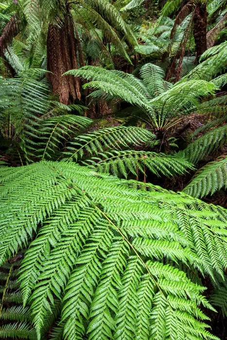 Framed Print : Australia, Tasmania, Mount Field National Park, Fern trees Framed Print : Australia, Tasmania, Mount Field National Park, Fern trees