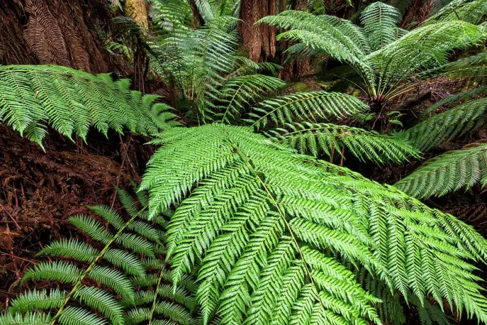 Framed Print : Australia, Tasmania, Mount Field National Park, Fern trees Framed Print : Australia, Tasmania, Mount Field National Park, Fern trees