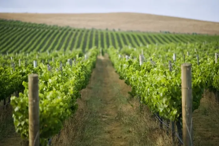 Framed Print : Australia, Tasmania, Pipers River. Vineyard in the renowned Pipers River wine region