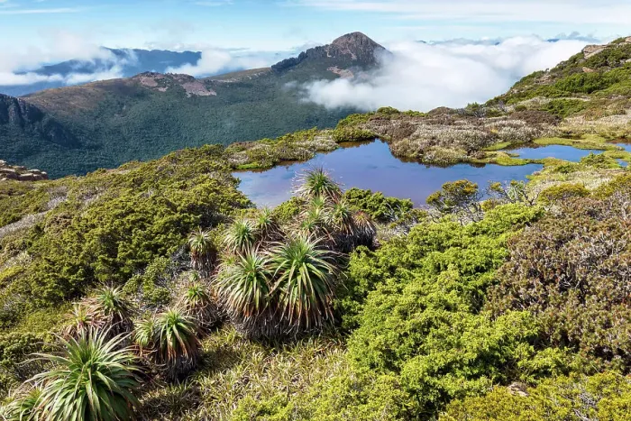 Framed Print : Australia, Tasmania, Southwest National Park, Mount Anne plateau, Pandani plants Framed Print : Australia, Tasmania, Southwest National Park, Mount Anne plateau, Pandani plants