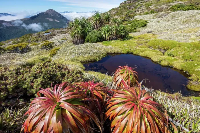 Framed Print : Australia, Tasmania, Southwest National Park, Mount Anne plateau, Pandani plants Framed Print : Australia, Tasmania, Southwest National Park, Mount Anne plateau, Pandani plants