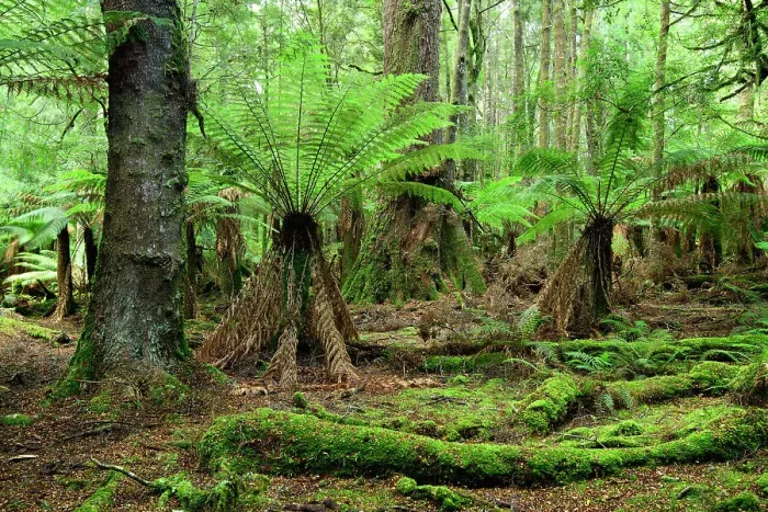 Framed Print : Australia, Tasmania, Tarkine Forest, Trowutta Arch, Fern Tree Framed Print : Australia, Tasmania, Tarkine Forest, Trowutta Arch, Fern Tree