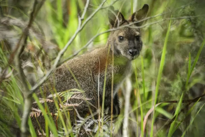 Framed Print : Australia, Tasmania, Tasman Peninsula, Tasman National Park, Cape Hauy, Wallaby Framed Print : Australia, Tasmania, Tasman Peninsula, Tasman National Park, Cape Hauy, Wallaby