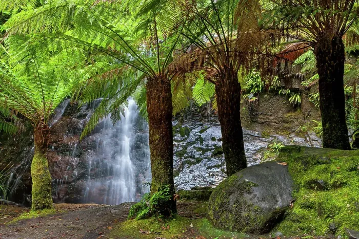 Framed Print : Australia, Tasmania, Wellington Park, Silver Falls, Fern trees Framed Print : Australia, Tasmania, Wellington Park, Silver Falls, Fern trees