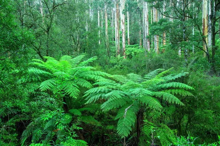 Framed Print : Australia; Victoria; Barwon Downs, Great Otway, National Park, Lake Elizabeth Framed Print : Australia; Victoria; Barwon Downs, Great Otway, National Park, Lake Elizabeth