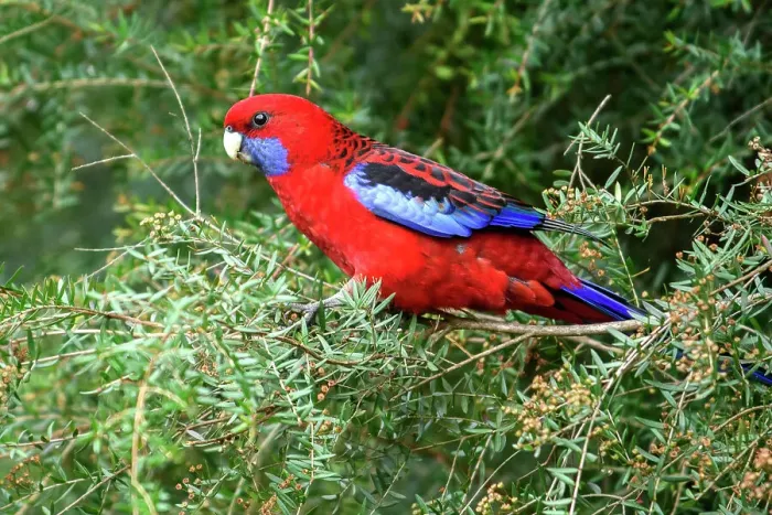 Framed Print : Australia, Victoria, Crimson Rosella, Platycercus elegans Framed Print : Australia, Victoria, Crimson Rosella, Platycercus elegans