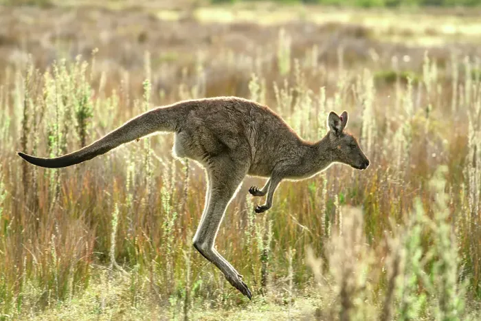 Framed Print : Australia, Victoria, Foster, Wilsons Promontory, National Park, Kangaroo Framed Print : Australia, Victoria, Foster, Wilsons Promontory, National Park, Kangaroo