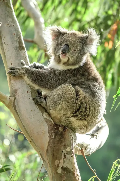 Framed Print : Australia; Victoria; Great Ocean Road, Great Otway National Park, Koala in Eucalyptus tree