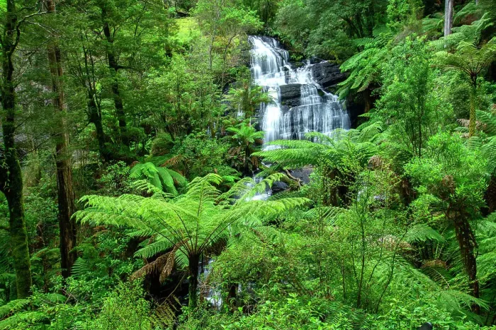 Framed Print : Australia; Victoria; Great Ocean Road, Apollo, Otway National Park, Triplet falls Framed Print : Australia; Victoria; Great Ocean Road, Apollo, Otway National Park, Triplet falls