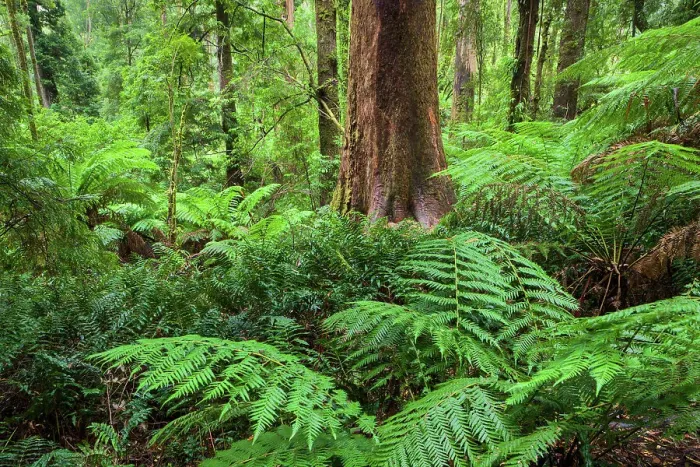 Framed Print : Australia, Victoria, Great Otway National Park Framed Print : Australia, Victoria, Great Otway National Park