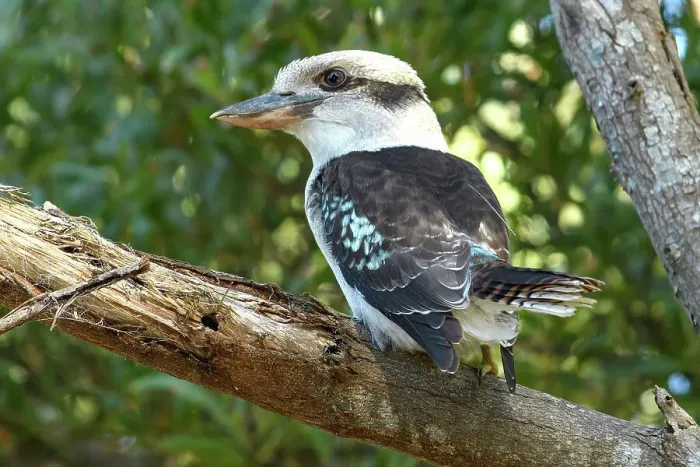 Framed Print : Australia, Victoria, Laughing Kookaburra, Dacelo novaeguineae, bird, birding, wild, nature, perch Framed Print : Australia, Victoria, Laughing Kookaburra, Dacelo novaeguineae, bird, birding, wild, nature, perch