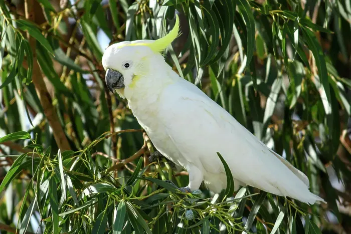 Framed Print : Australia, Victoria, The sulphur-crested cockatoo, Cacatua galerita Framed Print : Australia, Victoria, The sulphur-crested cockatoo, Cacatua galerita