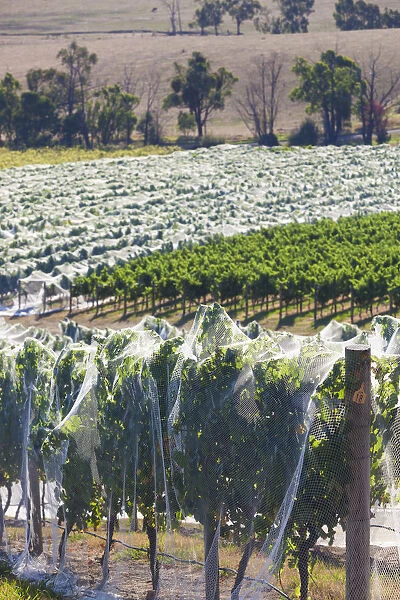 Australia, Victoria, VIC, Yarra Valley, vineyard vines under mesh fabric