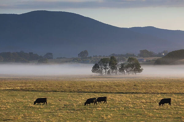 Australia, Victoria, VIC, Yarra Valley, Helaesville, field with fog, dawn