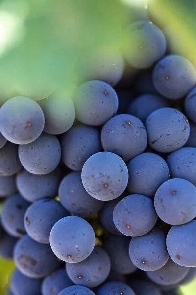 Australia, Western Australia, Margaret River, Wilyabrup. Cabernet Sauvignon grapes on the vine
