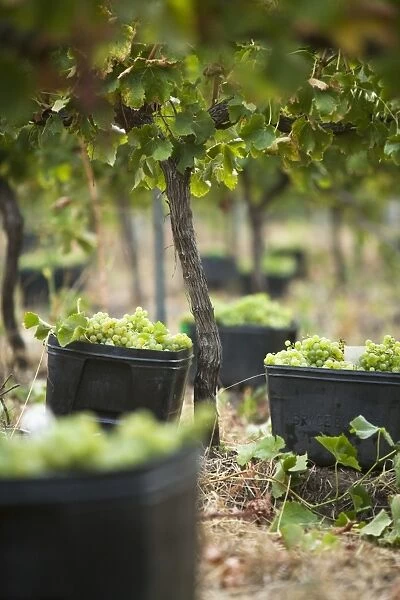 Australia, Western Australia, Margaret River, Wilyabrup. Hand picked grapes ready for collection in the