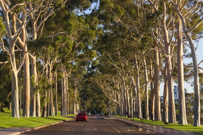 Framed Print : Australia, Western Australia, Perth, Kings Park, Fraser Avenue, trees Framed Print : Australia, Western Australia, Perth, Kings Park, Fraser Avenue, trees