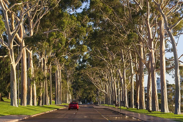 Australia, Western Australia, Perth, Kings Park, Fraser Avenue, trees
