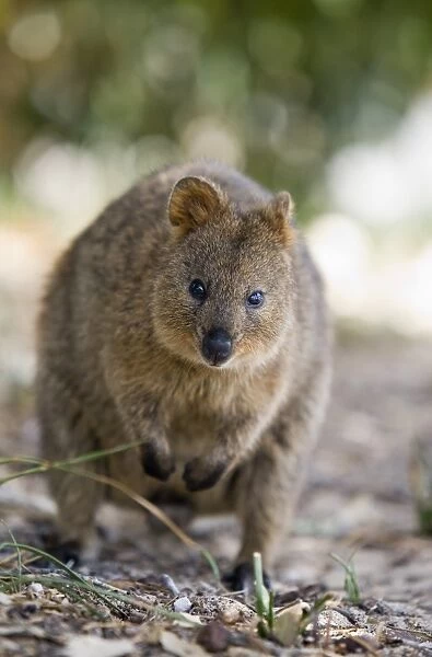Australia, Western Australia, Rottnest Island. A Quokka (Setonix brachyurus) - a small marsupial native only to