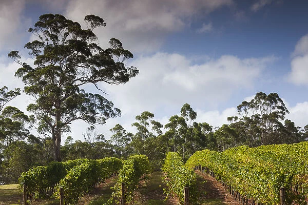 Australia, Western Australia, The Southwest, Denmark, Forrest Hill Winery vineyard