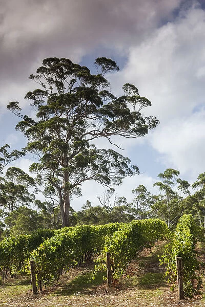 Australia, Western Australia, The Southwest, Denmark, Forrest Hill Winery vineyard