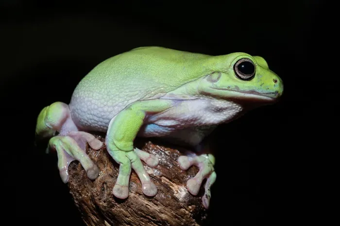 Framed Print : Australian Green Tree Frog (Litoria caerulea), formerly Ranoidea caerulea and also known as Green Tree Frog, White's Tree Frog, and Dumpy Tree Frog - captive bred Framed Print : Australian Green Tree Frog (Litoria caerulea), formerly Ranoidea caerulea and also known as Green Tree Frog, White's Tree Frog, and Dumpy Tree Frog - captive bred