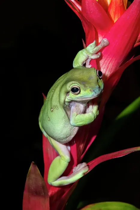 Framed Print : Australian Green Tree Frog (Litoria caerulea), formerly Ranoidea caerulea and also known as Green Tree Frog, White's Tree Frog, and Dumpy Tree Frog - captive bred