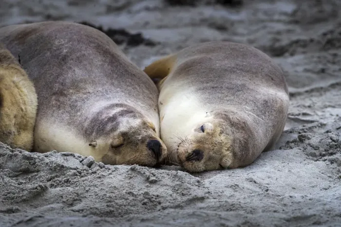Framed Print : Australian sea lions (Neophoca cinerea), Seal Bay Conservation Park, Kangaroo Island