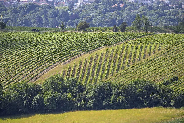 Austria, Vienna, Vineyards on outskirts of Vienna