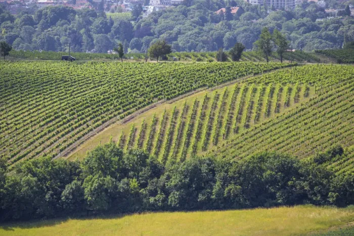 Framed Print : Austria, Vienna, Vineyards on outskirts of Vienna