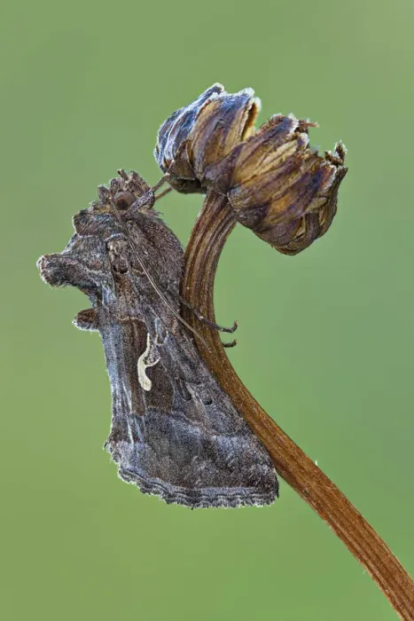 Framed Print : Autographa gamma (Linnaeus, 1758) on the stem of dried flower Framed Print : Autographa gamma (Linnaeus, 1758) on the stem of dried flower
