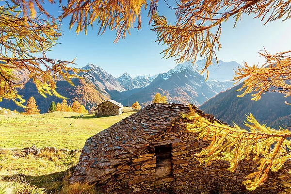 Autumn at Alpe dell'Oro, Malenco Valley, Valtellina, Sondrio, Lombardy, Italy