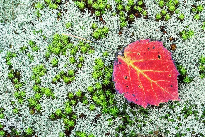 Framed Print : Autumn Aspen Leaf on Haircap Moss and Lichen, Muskoka, Ontario, Canada