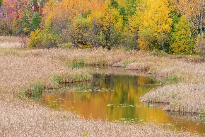 Framed Print : Autumn aspens on a hillside reflected in Lily Creek, Greater Sudbury, Ontario, Canada Framed Print : Autumn aspens on a hillside reflected in Lily Creek, Greater Sudbury, Ontario, Canada