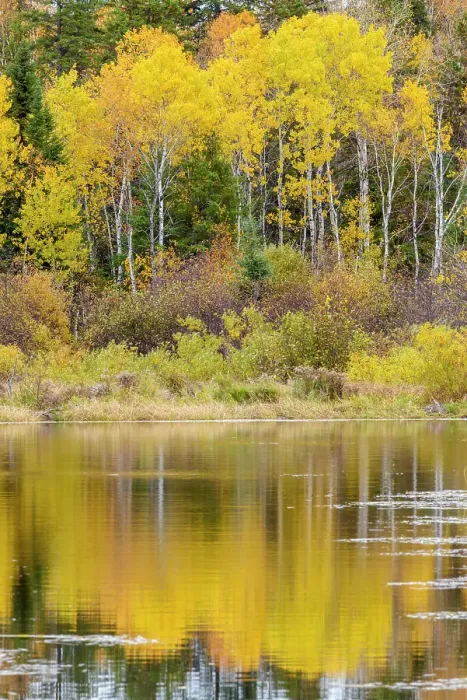 Framed Print : Autumn aspens reflected in a beaver pond, Greater Sudbury, Ontario, Canada Framed Print : Autumn aspens reflected in a beaver pond, Greater Sudbury, Ontario, Canada