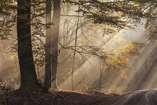 Autumn beech forest near Engenhahn in Taunus, Hesse, Germany