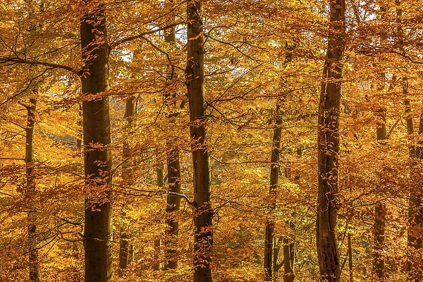 Autumn beech forest in the Rheingau-Taunus Nature Park near Engenhahn, Niedernhausen