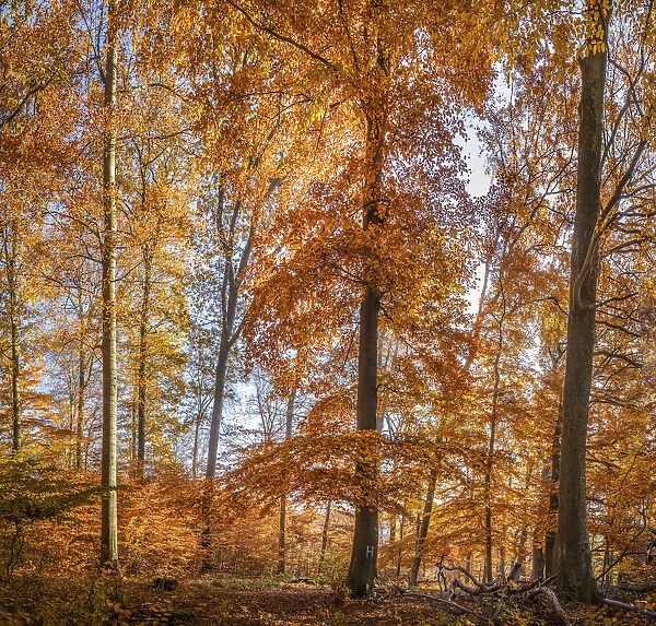 Autumn beech forest in the Rheingau-Taunus Nature Park near Engenhahn, Niedernhausen